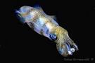 Diverosa, pictures from under water &amp; above