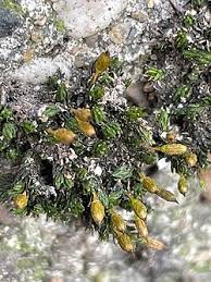 Attēlu rezultāti vaicājumam “Orthotrichum anomalum”