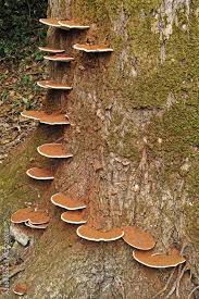 Attēlu rezultāti vaicājumam “Ganoderma applanatum”