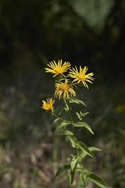 Attēlu rezultāti vaicājumam “Inula salicina leaf”