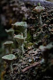 Attēlu rezultāti vaicājumam “Cladonia fimbriata”