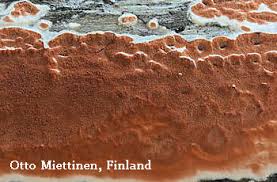 Attēlu rezultāti vaicājumam “Gloeoporus taxicola”