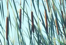 Attēlu rezultāti vaicājumam “Typha angustifolia  fruit”