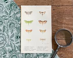 Attēlu rezultāti vaicājumam “Hypochalcia ahenella”