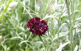 Attēlu rezultāti vaicājumam “Cyanus segetum flower”