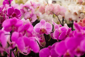 Attēlu rezultāti vaicājumam “Orchidaceae”