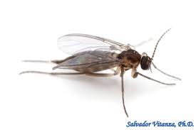 Attēlu rezultāti vaicājumam “Sciaridae”