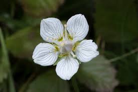Attēlu rezultāti vaicājumam “Parnassia palustris leaf”