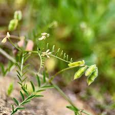 Attēlu rezultāti vaicājumam “Vicia hirsuta bud”