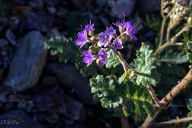 Attēlu rezultāti vaicājumam “Hydrophyllaceae”