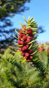 Attēlu rezultāti vaicājumam “Picea abies male flower”
