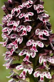 Attēlu rezultāti vaicājumam “Orchis ustulata flower”