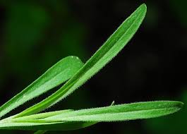 Attēlu rezultāti vaicājumam “Silene viscaria leaf”