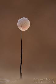 Attēlu rezultāti vaicājumam “Comatricha nigra macro”