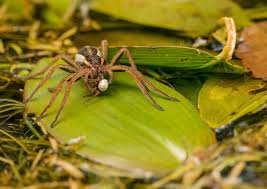 Attēlu rezultāti vaicājumam “Dolomedes fimbriatus”
