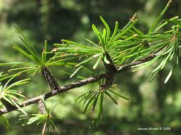 Attēlu rezultāti vaicājumam “Larix kaempferi leaf”