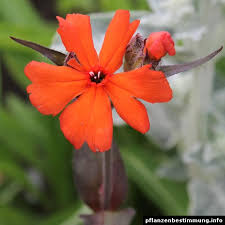 Attēlu rezultāti vaicājumam “Silene x arkwrightii Vesuvius flower”