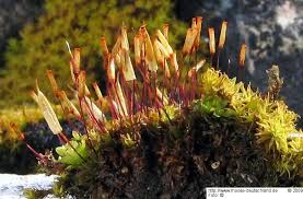 Attēlu rezultāti vaicājumam “Encalypta streptocarpa sporophyte”