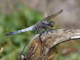Attēlu rezultāti vaicājumam “Orthetrum cancellatum male”