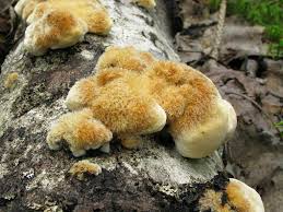 Attēlu rezultāti vaicājumam “Inonotus rheades”