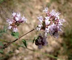 Attēlu rezultāti vaicājumam “Origanum majorana flower”