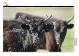 Attēlu rezultāti vaicājumam “Bos primigenius taurus”