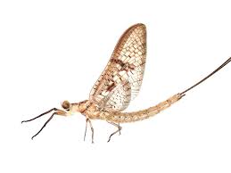 Attēlu rezultāti vaicājumam “Ephemera sp.”