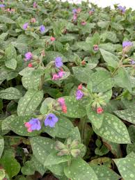 Attēlu rezultāti vaicājumam “Pulmonaria saccharata leaf”