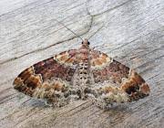 Attēlu rezultāti vaicājumam “Xanthorhoe spadicearia”