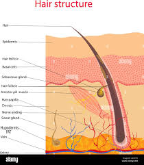 Image result for human hair microscope image