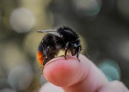 Attēlu rezultāti vaicājumam “Bombus lapidarius”