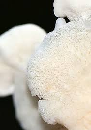 Attēlu rezultāti vaicājumam “Climacocystis borealis”