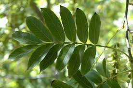 Attēlu rezultāti vaicājumam “Pterocarya fraxinifolia leaf”