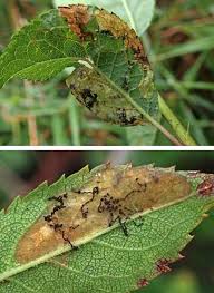 Attēlu rezultāti vaicājumam “Lyonetia prunifoliella”
