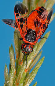Attēlu rezultāti vaicājumam “Caenolyda reticulata”