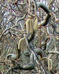 Attēlu rezultāti vaicājumam “Trichia contorta young”