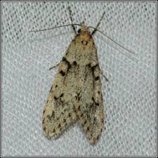 Attēlu rezultāti vaicājumam “Diurnea fagella”