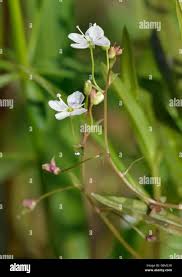 Attēlu rezultāti vaicājumam “Veronica scutellata flower”