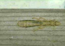 Attēlu rezultāti vaicājumam “Phthiraptera”