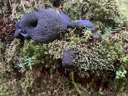 Attēlu rezultāti vaicājumam “Siphoptychium violaceum young”