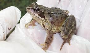 Attēlu rezultāti vaicājumam “Rana temporaria adult”