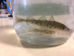 Image result for Microgadus tomcod