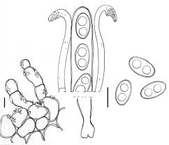Attēlu rezultāti vaicājumam “Otidea leporina”
