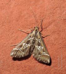 Attēlu rezultāti vaicājumam “Diasemia reticularis”