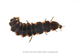 Attēlu rezultāti vaicājumam “Lampyris noctiluca”