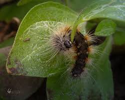 Attēlu rezultāti vaicājumam “Spilosoma lutea imago”