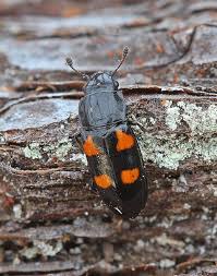 Attēlu rezultāti vaicājumam “Glischrochilus quadripunctatus”