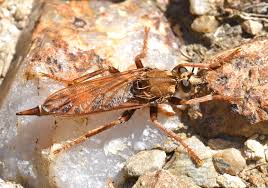 Attēlu rezultāti vaicājumam “Asilus crabroniformis”
