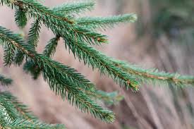 Attēlu rezultāti vaicājumam “Picea abies leaf”