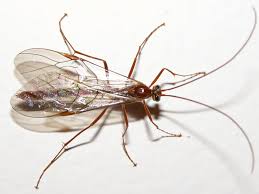 Attēlu rezultāti vaicājumam “Ichneumonidae”